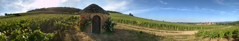 Framed Beaujolais vineyard, Saules, Saone-Et-Loire, Burgundy, France Print