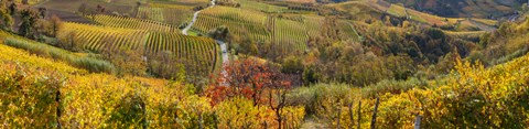 Framed High angle view of vineyards, Alba, Langhe, Cuneo Province, Piedmont, Italy Print