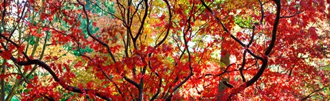 Framed Sunlight Through Autumn leaves, Gloucestershire, England Print