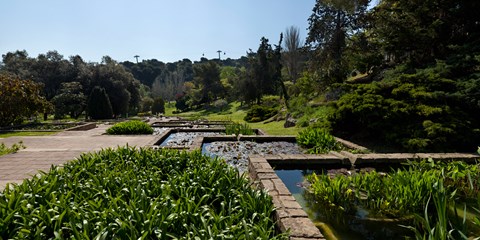 Framed Trees and aquatic plants in the garden, Mossen Cinto Verdaguer Gardens, Barcelona, Catalonia, Spain Print