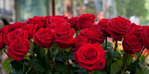 Framed Close-up of red roses in a bouquet during Sant Jordi Festival, Barcelona, Catalonia, Spain Print