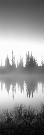 Framed Reflection of trees in a lake in black and white, Mt Rainier National Park, Washington State Print