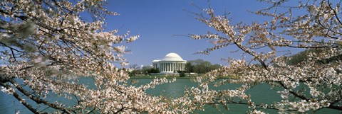 Framed Cherry blossom with memorial in the background, Jefferson Memorial, Tidal Basin, Washington DC, USA Print