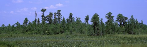 Framed Trees in a field, Suwannee Canal Recreation Area, Okefenokee National Wildlife Refug, Georgia, USA Print