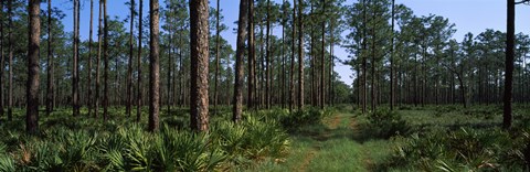 Framed Okefenokee National Wildlife Refuge, Georgia Print