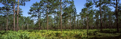 Framed Pine trees in a forest, Suwannee Canal Recreation Area, Okefenokee National Wildlife Refuge, Georgia Print