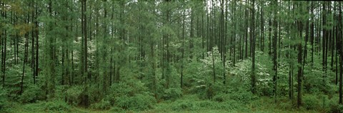 Framed Flowering Dogwood (Cornus florida) trees in a forest, Alaska, USA Print