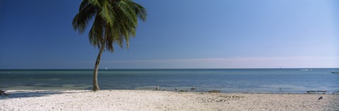 Framed Palm tree on the beach, Smathers Beach, Key West, Florida, USA Print