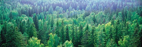 Framed Forest Aulanko National Park Finland Print