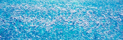 Framed Fields of flowers Bavaria Landshut Vicinity Germany Print