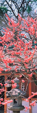 Framed Kitano-Tenmangu Kyoto Japan Print