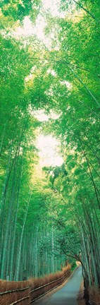 Framed Path Flanked by Green Trees, Sagano Kyoto Japan Print