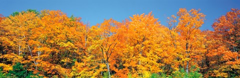Framed Trees Autumn Ontario Canada Print