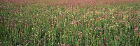 Framed Wildflowers blooming in a field, Lee County, Illinois, USA Print