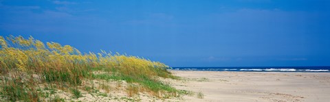 Framed Sea oat grass on the beach, Charleston, South Carolina, USA Print