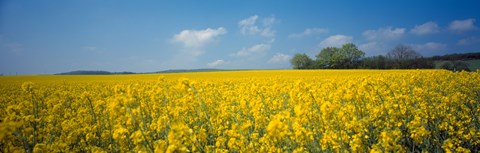 Framed Oilseed rape (Brassica napus) crop in a field, Switzerland Print