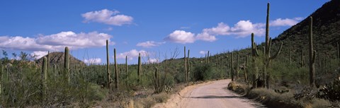 Framed Road passing through a landscape, Saguaro National Monument, Pima County, Tucson Mountains, Tucson, Arizona, USA Print