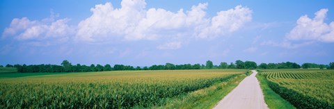 Framed Road along corn fields, Jo Daviess County, Illinois, USA Print