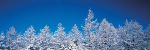 Framed Snow covered trees, Utsukushigahara Nagano Japan Print