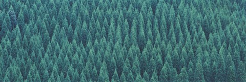 Framed Kujyu Cho Ooita Japan Print