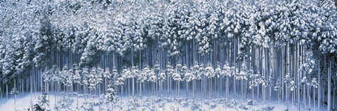 Framed Keihoku-Cho Kyoto Japan Print