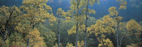 Framed Okushiga Kogen Nagano Japan Print