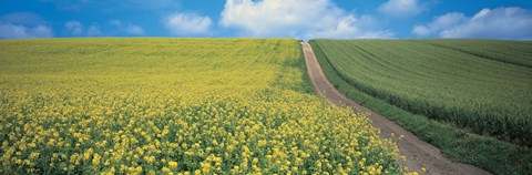 Framed Oats &amp; Rape Blossoms Biei-Cho Kamikawa Hokkaido Japan Print