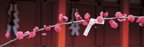 Framed Kitano Tenmangu Kyoto Japan Print