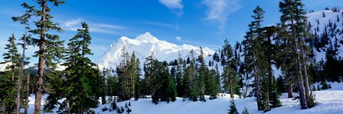 Framed Trees on a snow covered mountain, Mt Shuksan, Mt Baker-Snoqualmie National Forest, Washington State, USA Print