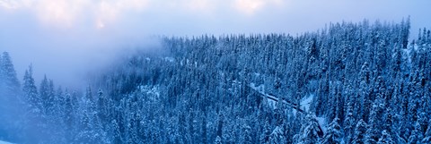Framed High angle view of a forest, Mt Baker Ski Area, Whatcom County, Mt Baker-Snoqualmie National Forest, Washington State, USA Print