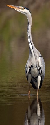 Framed Side profile of a Grey Heron (Ardea Cinerea) preparing to take off, Lake Naivasha, Kenya Print
