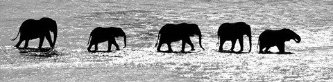 Framed Herd of African Elephants Crossing the Uaso Nyiro River, Kenya (black &amp; white) Print