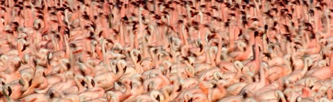 Framed Greater flamingos with Lesser flamingos in flight, Lake Nakuru, Lake Nakuru National Park, Kenya Print