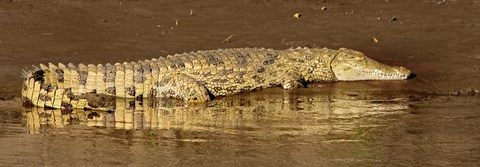 Framed Side profile of a Nile Crocodile (Crocodylus Niloticus), Masai Mara National Reserve, Kenya Print