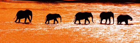 Framed Herd of African Elephants Crossing the Uaso Nyiro River, Kenya Print