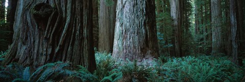 Framed Redwood Trees and Ferns, California Print