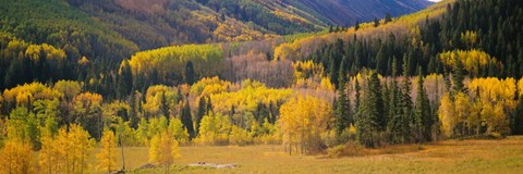Framed Aspen Trees in a Filed Telluride, Colorado Print