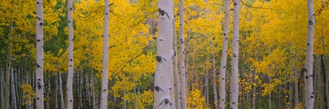 Framed Aspen Trees in Telluride, Colorado Print