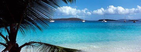 Framed Palm tree on the beach, Salomon Beach, Virgin Islands National Park, St. John, US Virgin Islands Print