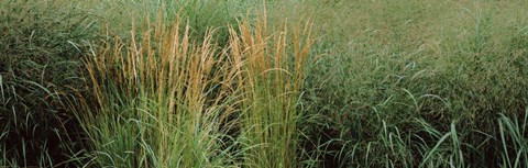 Framed Close-up of Feather Reed Grass (Calamagrostis x acutiflora) Print