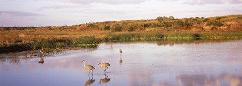 Framed Sandhill cranes (Grus canadensis) in a pond at a celery field, Sarasota, Sarasota County, Florida Print