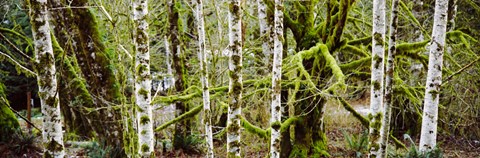 Framed Mossy Birch trees in a forest, Lake Crescent, Olympic Peninsula, Washington State, USA Print
