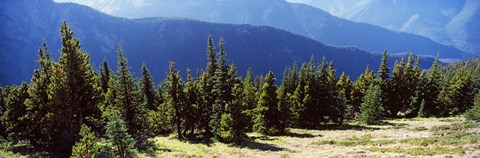 Framed Evergreen trees with mountains in background, Olympic Mountains, Olympic Peninsula, Washington State, USA Print
