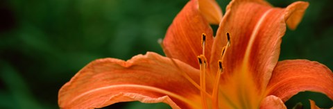 Framed Close-up of Orange Daylily (Hemerocallis fulva) Print