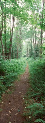 Framed Trail passing through a forest, Adirondack Mountains, Old Forge, Herkimer County, New York State, USA Print