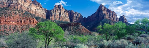 Framed Cottonwood trees and The Watchman, Zion National Park, Utah, USA Print