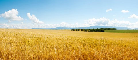 Framed Wheat field near D8, Brunet, Plateau de Valensole, Alpes-de-Haute-Provence, Provence-Alpes-Cote d&#39;Azur, France Print
