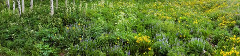 Framed AspenTrees and Wildflowers, Colorado Print
