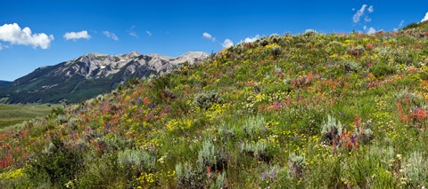 Framed Flowers and whetstone on hillside, Mt Vista, Colorado, USA Print