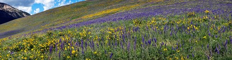 Framed Hillside with yellow sunflowers and purple larkspur, Crested Butte, Gunnison County, Colorado, USA Print